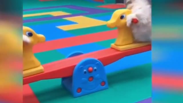Cute Animals Enjoying Lifeπππ
