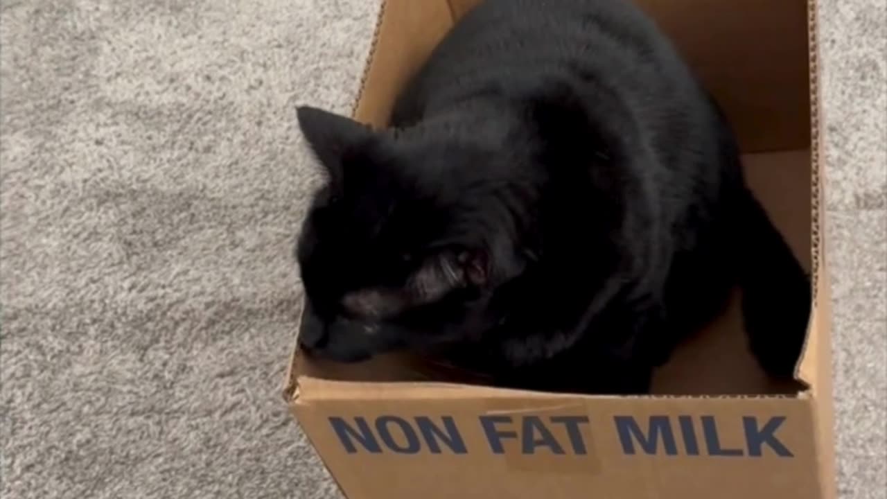 Adopting a Cat from a Shelter Vlog - Cute Precious Piper Checks Size of the Shipping Box #shorts