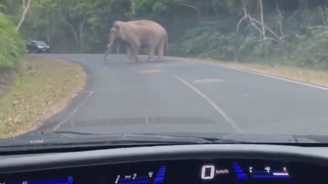 Wild Elephant Crosses Road Right in Front of Car