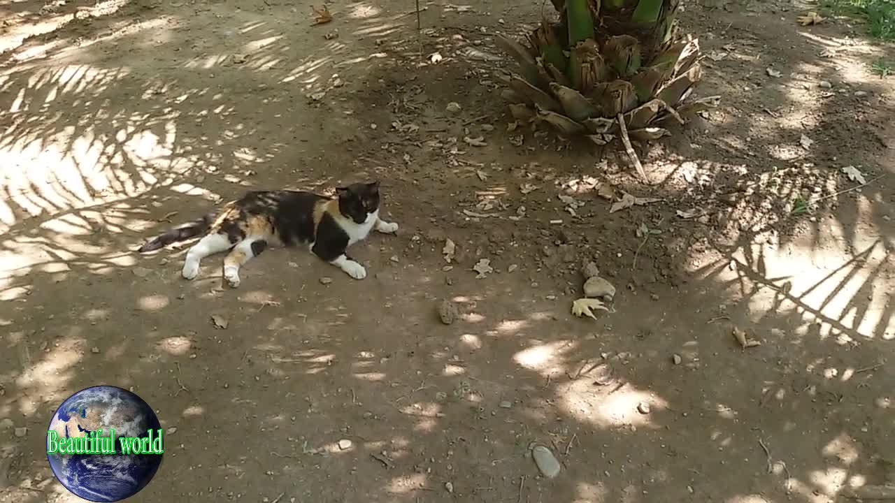 funny cat | Playful cat | cats | cat | most popular cat video | popular cat video