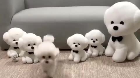 cute puppy child
