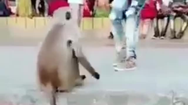 Super Funny Animals😂😂😂😂😂😂😂