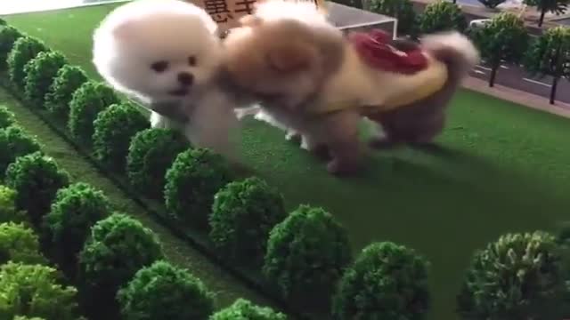 Dogs Funny Videos- Cute Dog Video - Mini Pomeranian Funny Dogs