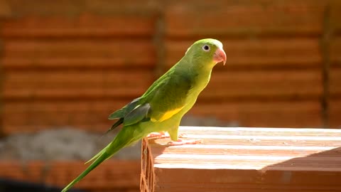 Parrot in different colors and charisma