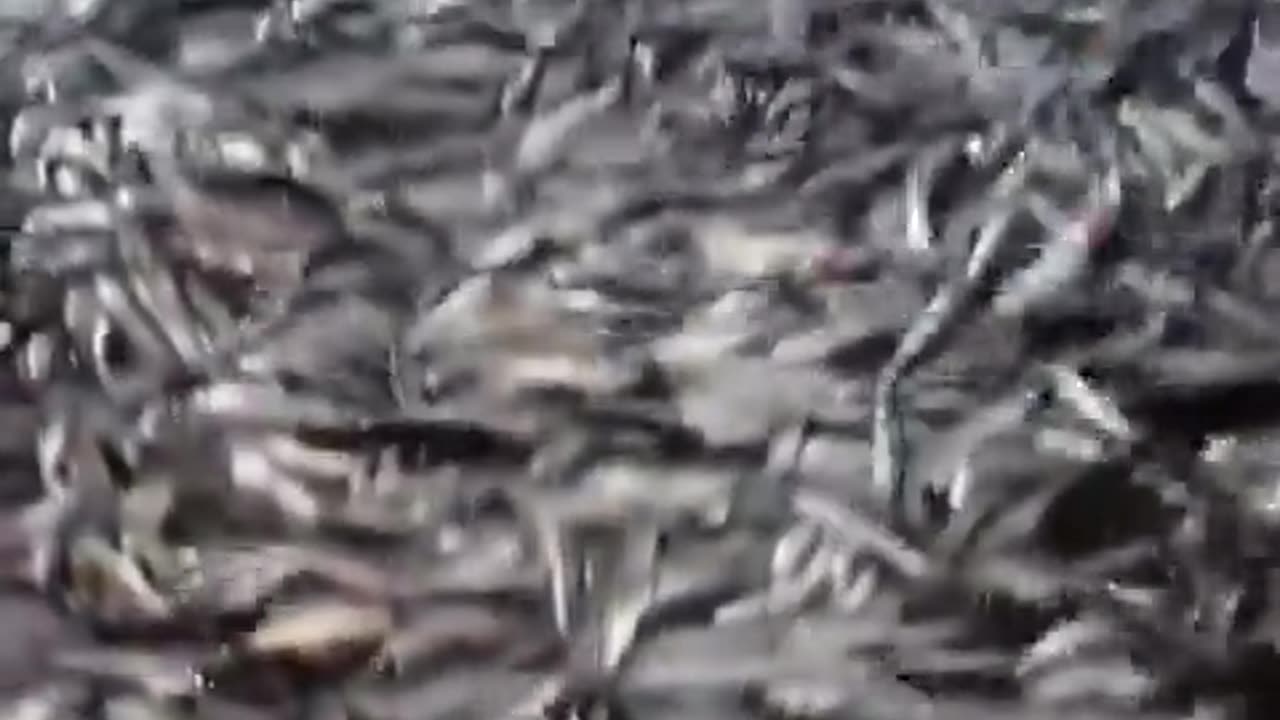 Millions of sardines washed up on the shore in the Philippines