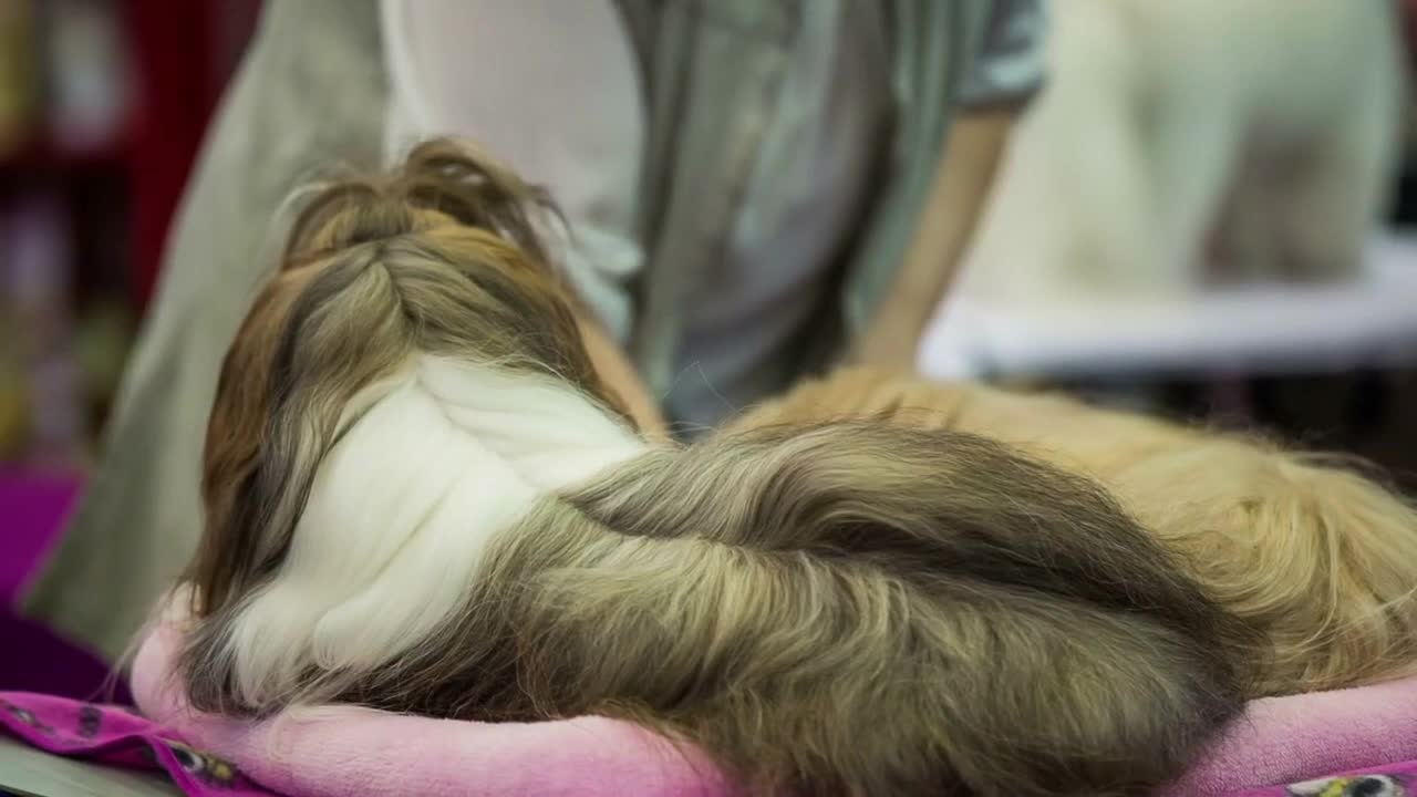 Two Shih tzu puppies with funny pony-tail hair. Medium shot of two calm lying dogs looking at master