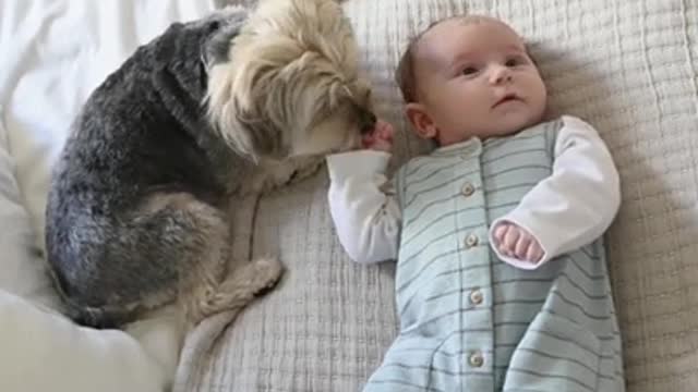 cute dog playing with baby