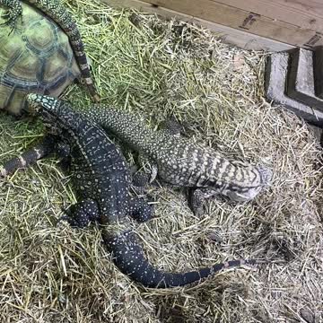 Tegus & Tortoises.