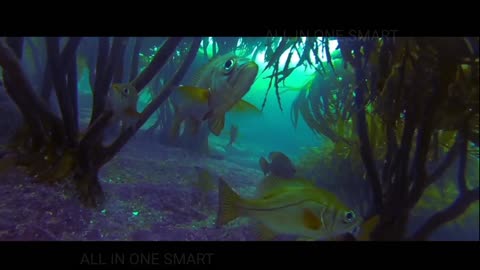 Duck|Fish |pet Marine iguanas of the Galápagos Islands are a wonder of evolvution Marine iguanas of the Galápagos Islands are a wonder of evolvution