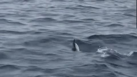 Shark eating a Bird in the sea