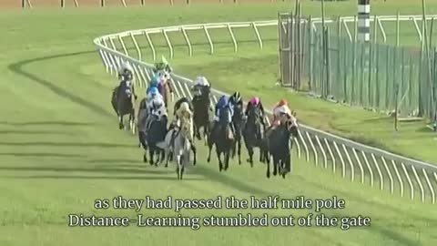 Horse race incredible