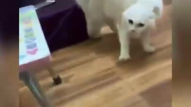 Funny and Cute Cats Videos #81 │ Gadis Sekarwangi