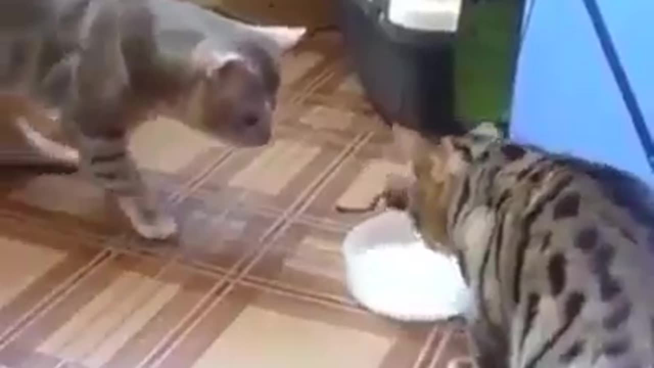 TRY NOT TO LAUGH 😆 Best Funny Videos Compilation 😂😁😆