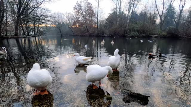 Geese, Ducks And Swans Swimming, Bathing And Eating.