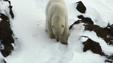 How to Survive as a Tiny Arctic Fox | Wild Alaska | BBC Earth