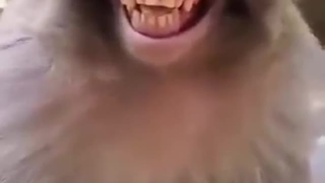 monkey laugh