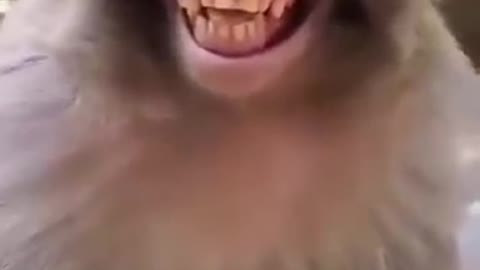 monkey laugh