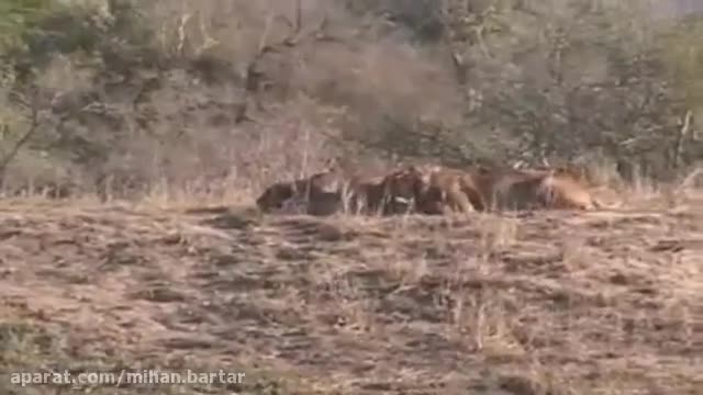 Wildlife documentary of lions and buffalo herd.