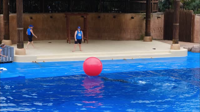 Dolphin play ball in water