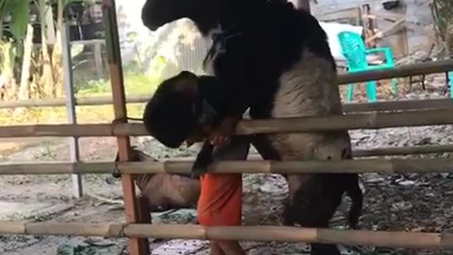 You don't wanna mess with this Goat
