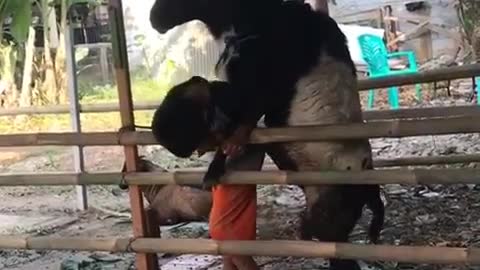 You don't wanna mess with this Goat