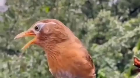 So beautiful birds voice