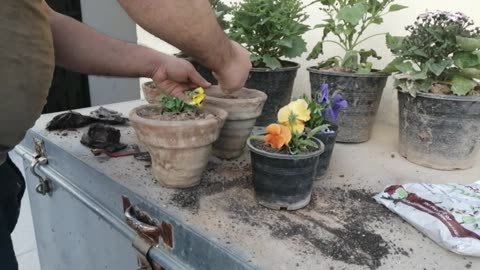 Kuch Exercise or Kuch Planting
