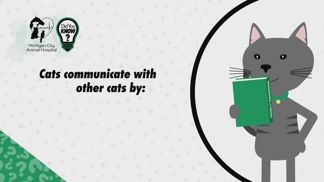 Cat Fact: Adult Cats Only Meow At Humans!