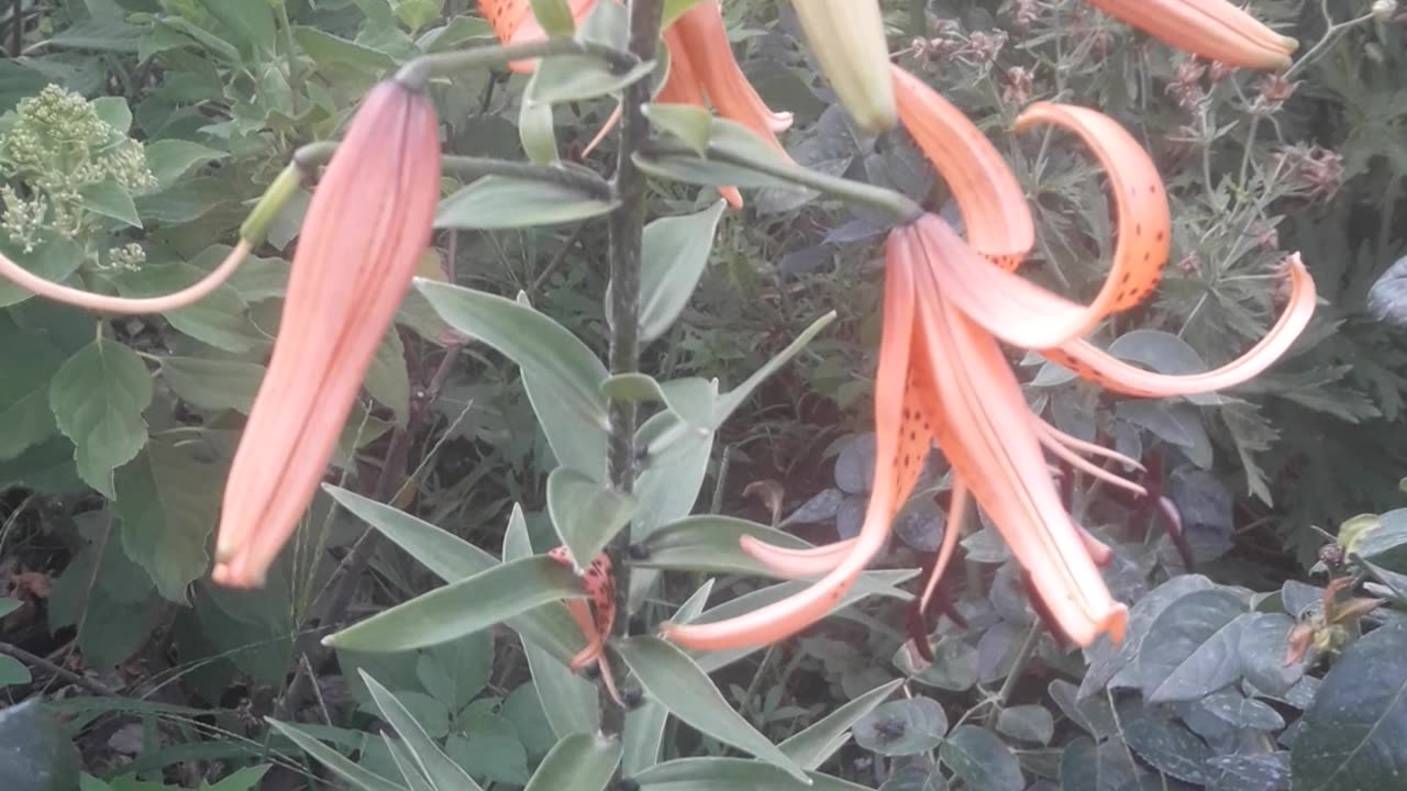 Tiger Lily