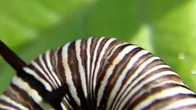 two face with horn caterpillar.mp4