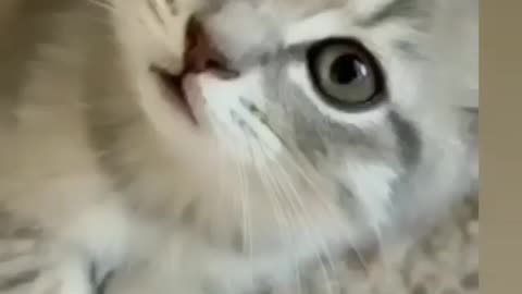 Cute cat kitten😍😍