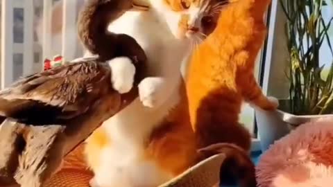 Funny Animals Videos2022 🤣😻-Funniest Cats And Dogs Videos