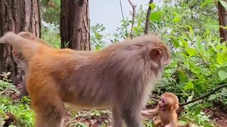 Baby monkey crying