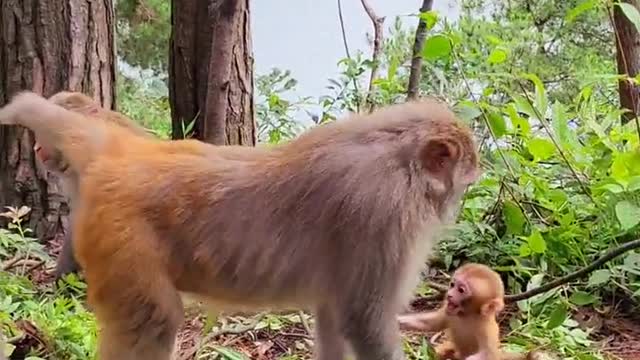 Baby monkey crying