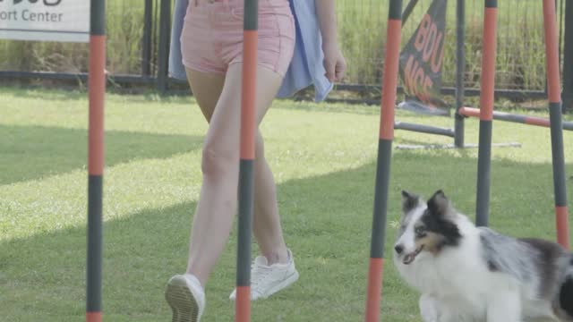 Girl is teaching dog how to do body balance?