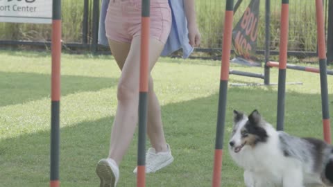 Girl is teaching dog how to do body balance?