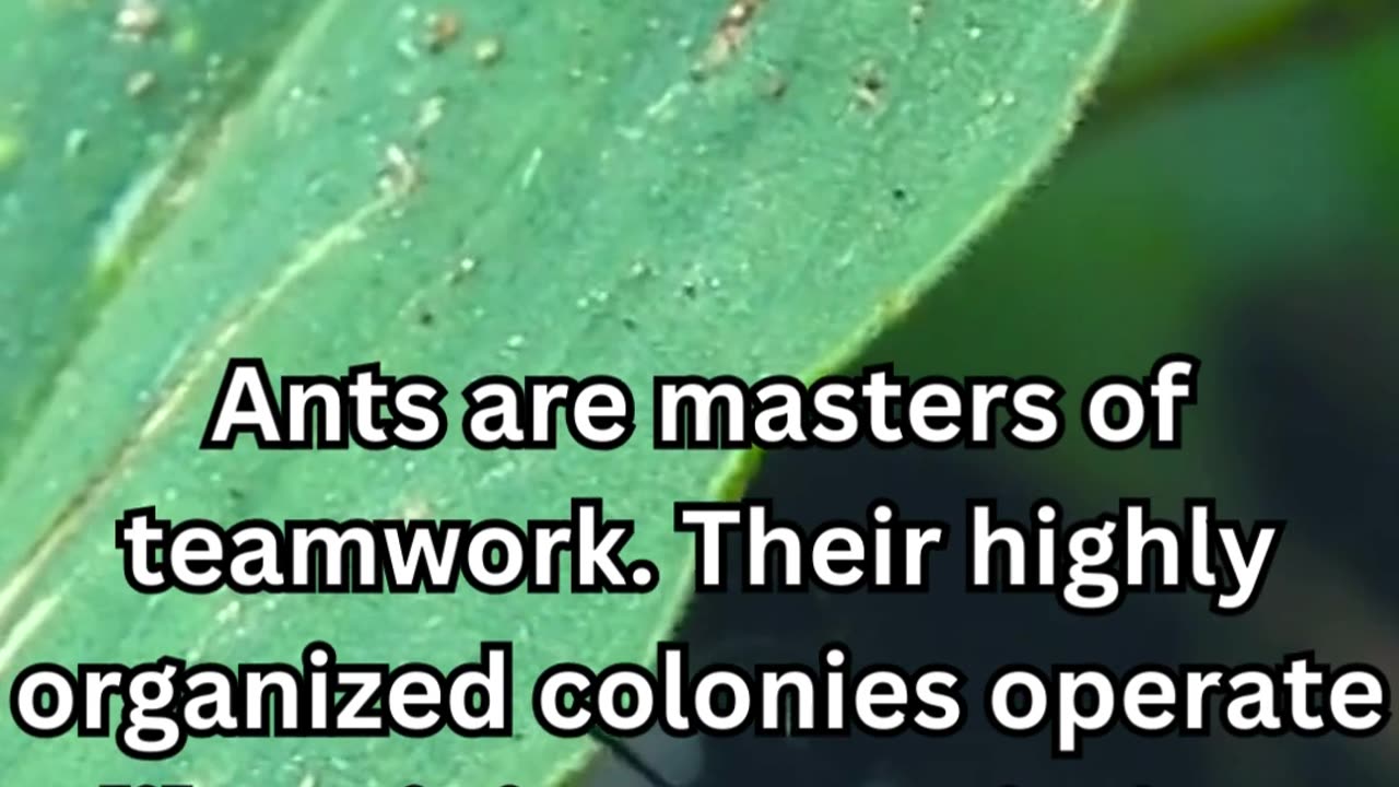 EFFECTIVE STRATEGIES TO DEAL WITH COMMON ANT PROBLEMS