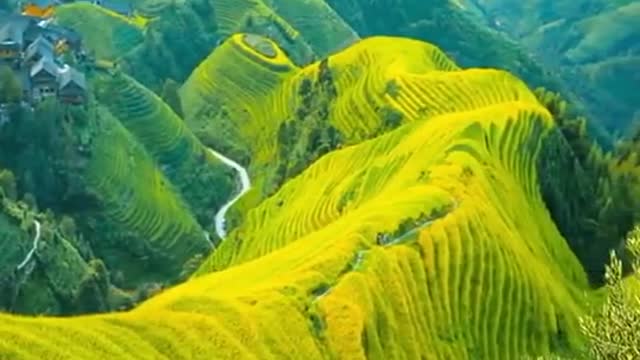 What a beautiful grass on mountain.