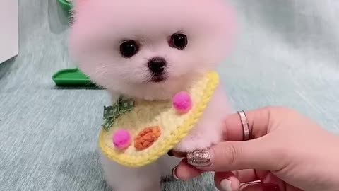 cute pet everyday