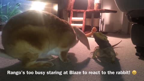 Bearded Dragon Lizard meets Rabbit Nose to Nose!