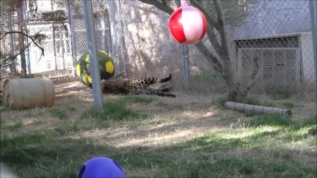 Leonardo the African Leopard-Jaguar Hybrid.mp4