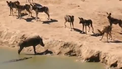 Wild dog catch a pig