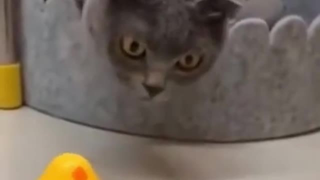 Funny Bewildered Scared Kitty -- Bet You Will At least Smile!