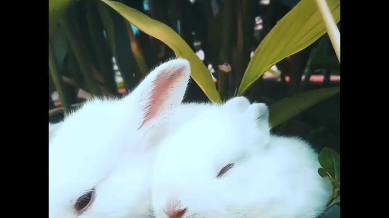 Top 10 cute animal in world, funny animal video 2024!