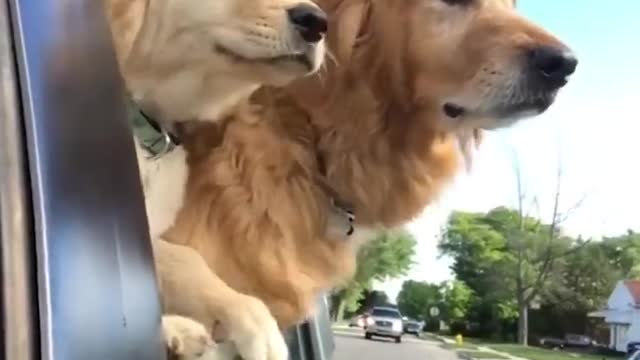 Funniest & Cutest Golden Retriever Puppies, funny compilation