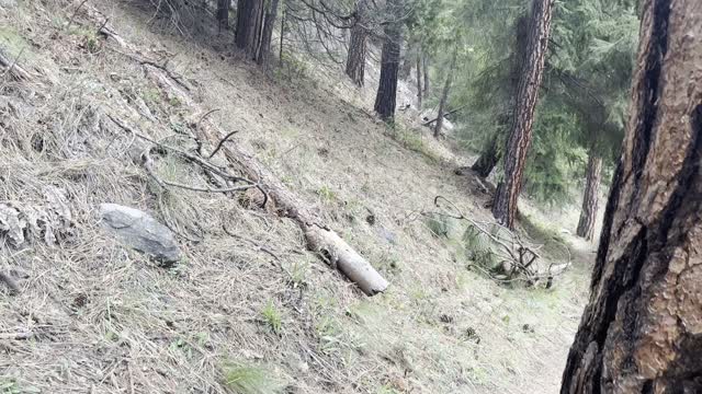 Shoreline Hiking Beside Beautiful Metolius River – Central Oregon – 4K