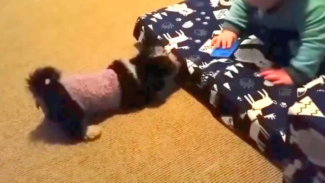 Cute babies play with puppies