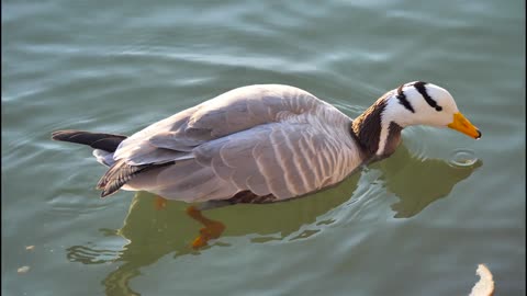 Duck,Animal,Duck video,Animal video