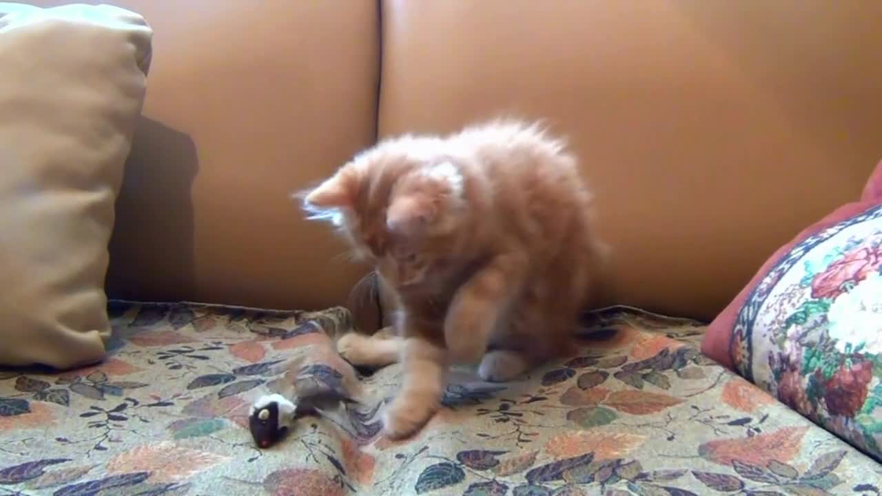 Baby cat playing with a doll on the sofa