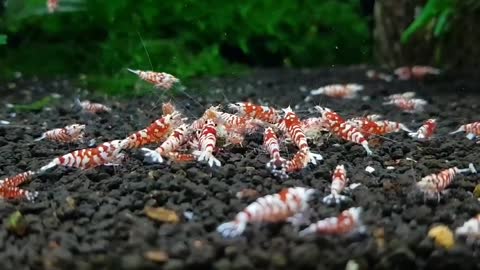 Red Fancy Tiger Shrimp.